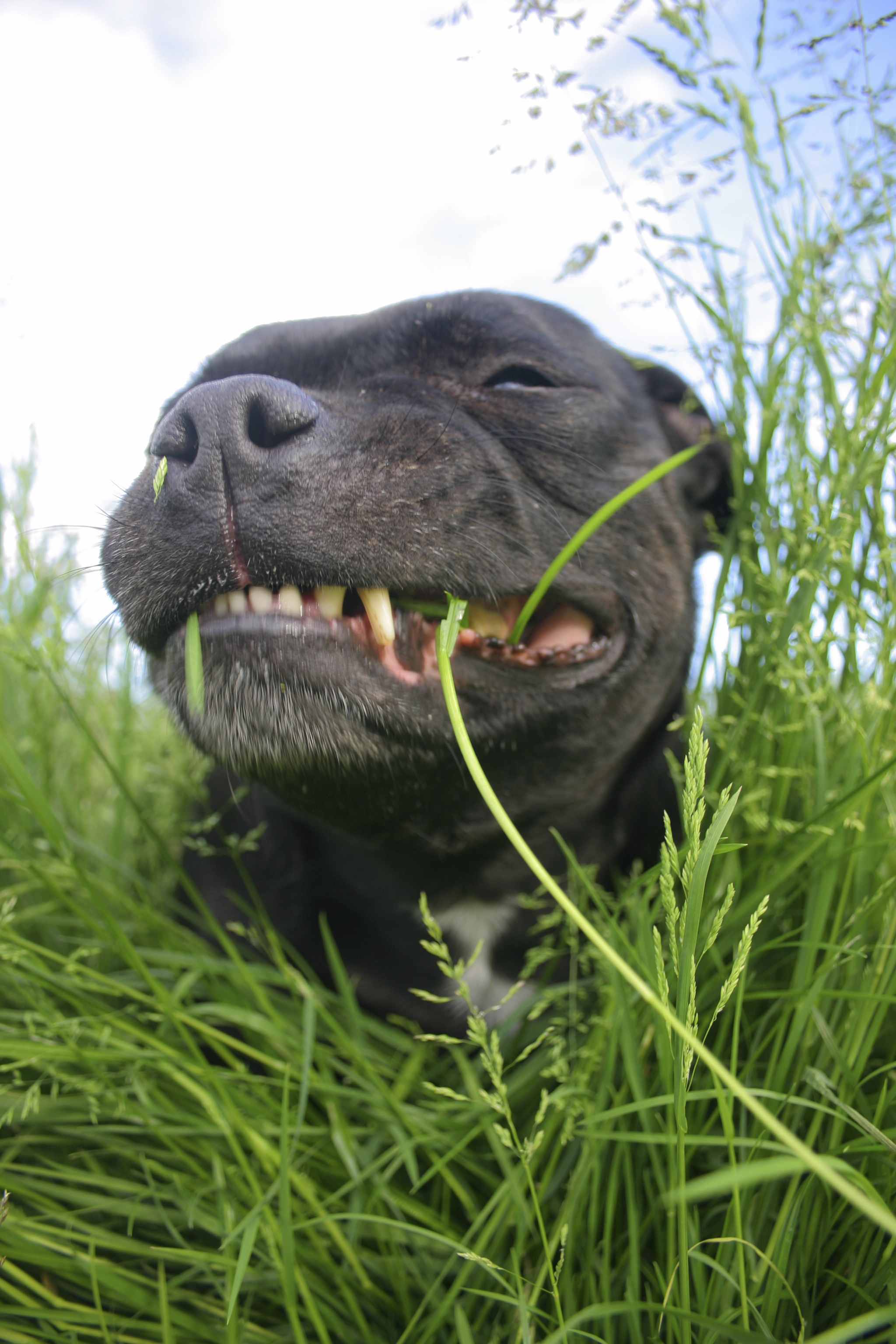 Почему собака травка. Собаки. Собака ест траву. Собака кушает траву. Собака жрет траву.